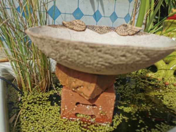 Engelflügelschale – Bild 3